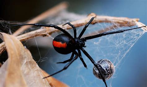 Spider pest control. Things To Know About Spider pest control. 